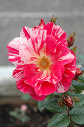 Striped Delight Rose (Rosa 'Striped Delight') at Lakeshore Garden Centres