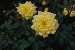 Little Meghan Rose (Rosa 'SPOmeg') at A Very Successful Garden Center