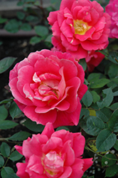 Boogie Woogie Rose (Rosa 'Poulyc006') at Lakeshore Garden Centres