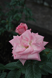 Baby Boomer Rose (Rosa 'BENminn') at Stonegate Gardens