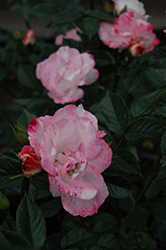 Whistle Stop Rose (Rosa 'MACmosco') at Lakeshore Garden Centres