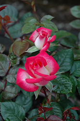 Magic Show Rose (Rosa 'BENjets') at A Very Successful Garden Center