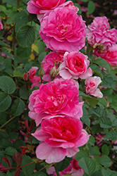 England's Rose (Rosa 'Ausrace') at Lakeshore Garden Centres