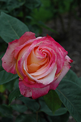 Heart O' Gold Rose (Rosa 'WEKdykstra') at Lakeshore Garden Centres