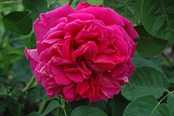 Lady Of Megginch Rose (Rosa 'Ausvolume') at Stonegate Gardens