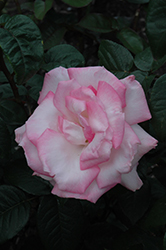 Pink Promise Rose (Rosa 'Pink Promise') at Lakeshore Garden Centres
