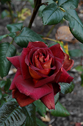 Dark Night Rose (Rosa 'Meirysett') at A Very Successful Garden Center