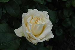 La Perla Eleganza Rose (Rosa 'KORpenparo') at A Very Successful Garden Center