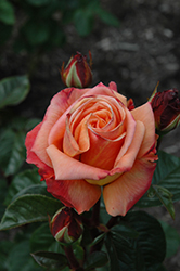 Arizona Rose (Rosa 'Arizona') at A Very Successful Garden Center