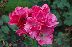 Betty Prior Rose (Rosa 'Betty Prior') at A Very Successful Garden Center