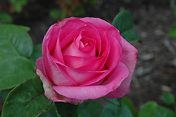 Beverly Eleganza Rose (Rosa 'KORpauvio') at A Very Successful Garden Center