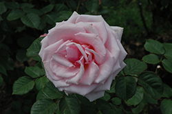 Savoy Hotel Rose (Rosa 'HARvintage') at Lakeshore Garden Centres