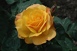 Good As Gold Rose (Rosa 'WEKgobafa') at Lakeshore Garden Centres