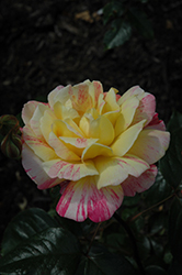 All American Magic Rose (Rosa 'Meiroylear') at A Very Successful Garden Center