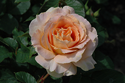 Honey Perfume Rose (Rosa 'Honey Perfume') at A Very Successful Garden Center