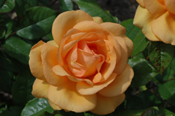 South Africa Sunbelt Rose (Rosa 'KORberbeni') at Stonegate Gardens
