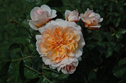 Port Sunlight Rose (Rosa 'Auslofty') at Lakeshore Garden Centres