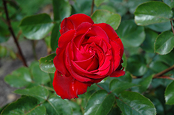 Heart Song Eleganza Rose (Rosa 'KORtrinka') at A Very Successful Garden Center