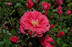 Salmon Vigorosa Rose (Rosa 'KORpancom') at A Very Successful Garden Center