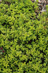 Clear Gold Thyme (Thymus 'Clear Gold') at A Very Successful Garden Center