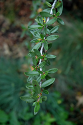 Mountain Mahogany (Cercocarpus ledifolius) at A Very Successful Garden Center