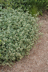 Silver Edged Horehound (Marrubium rotundifolium) at Stonegate Gardens