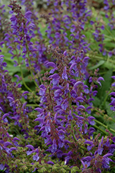 Transylvanian Sage (Salvia transylvanica) at A Very Successful Garden Center