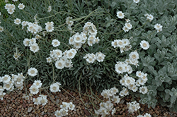 Serbica Greek Yarrow (Achillea ageratifolia ssp. Serbica) at A Very Successful Garden Center