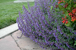 Six Hills Giant Catmint (Nepeta x faassenii 'Six Hills Giant') at Stonegate Gardens