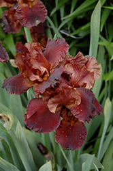 Chocolate Ecstasy Iris (Iris 'Chocolate Ecstasy') at A Very Successful Garden Center