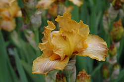 Butterscotch Blush Iris (Iris 'Butterscotch Blush') at A Very Successful Garden Center