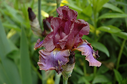 Cantina Iris (Iris 'Cantina') at Lakeshore Garden Centres