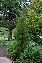 Spearmint Juniper (Juniperus chinensis 'Spearmint') at A Very Successful Garden Center