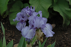 Az Ap Iris (Iris 'Az Ap') at Lakeshore Garden Centres