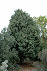 Observatory Arizona Cypress (Cupressus arizonica 'Observatory') at A Very Successful Garden Center