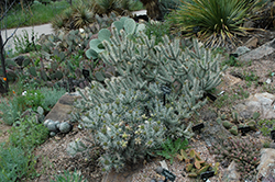 Whipple Cholla (Cylindropuntia whipplei) at Stonegate Gardens