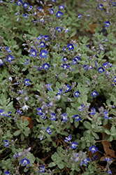 Scalloped-leaf Speedwell (Veronica macrostachya) at A Very Successful Garden Center