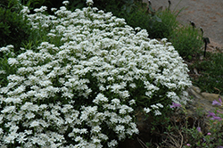 Candytuft (Iberis sempervirens) at The Mustard Seed