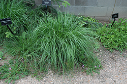 Silver Spike Grass (Achnatherum calamagrostis) at A Very Successful Garden Center