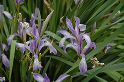 Chinese Iris (Iris lactea) at A Very Successful Garden Center
