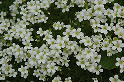 White Pixie Saxifrage (Saxifraga 'White Pixie') at Lakeshore Garden Centres