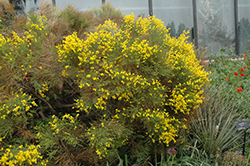 Spanish Broom (Cytisus purgans) at A Very Successful Garden Center