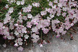 Nyewoods Cream Pinks (Dianthus 'Nyewoods Cream') at A Very Successful Garden Center