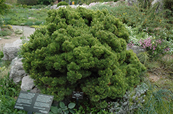 Sherwood Compact Mugo Pine (Pinus mugo 'Sherwood Compact') at Stonegate Gardens