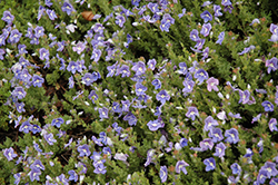 Blue Woolly Speedwell (Veronica pectinata) at Lakeshore Garden Centres