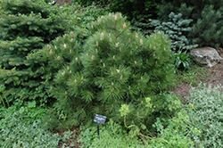 Pinehurst Austrian Pine (Pinus nigra 'Pinehurst') at A Very Successful Garden Center