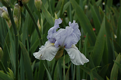 Azure Whir Iris (Iris 'Azure Whir') at Lakeshore Garden Centres