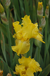 Well Endowed Iris (Iris 'Well Endowed') at A Very Successful Garden Center