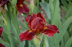 Red Zinger Iris (Iris 'Red Zinger') at A Very Successful Garden Center