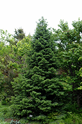 Wilson's Spruce (Picea wilsonii) at A Very Successful Garden Center